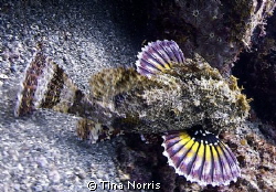 Stonefish by Tina Norris 
